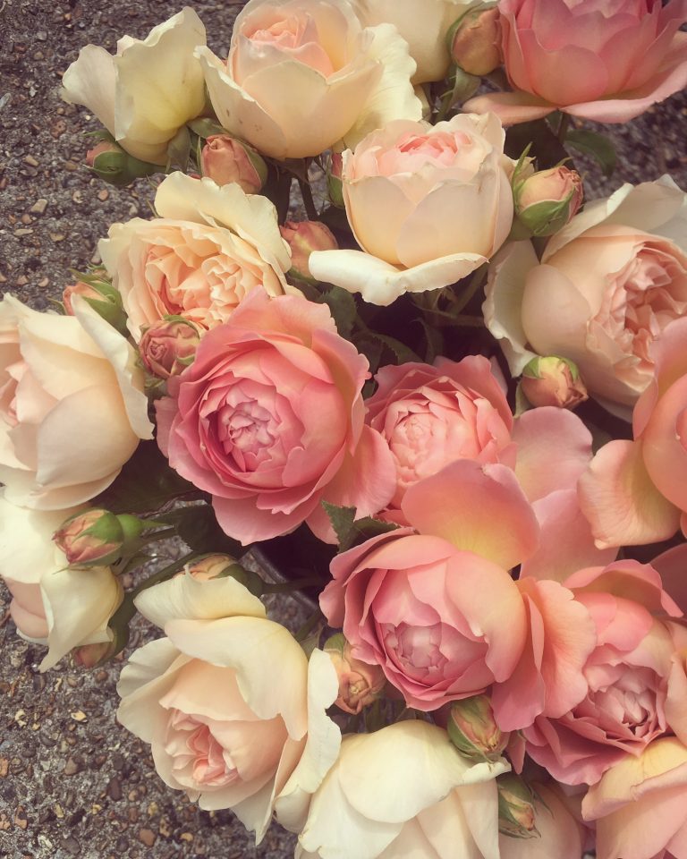 Garden rose cut flower guide showcasing some of the best garden roses