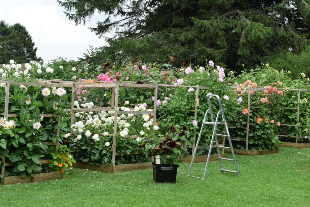 Life on a Flower Farm with Swan Cottage Flowers