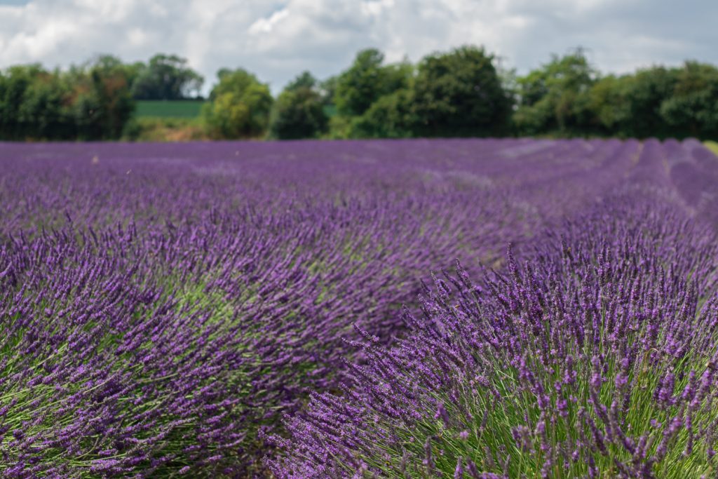Lavender Love A Day Spent At The Hop Shop In Kent