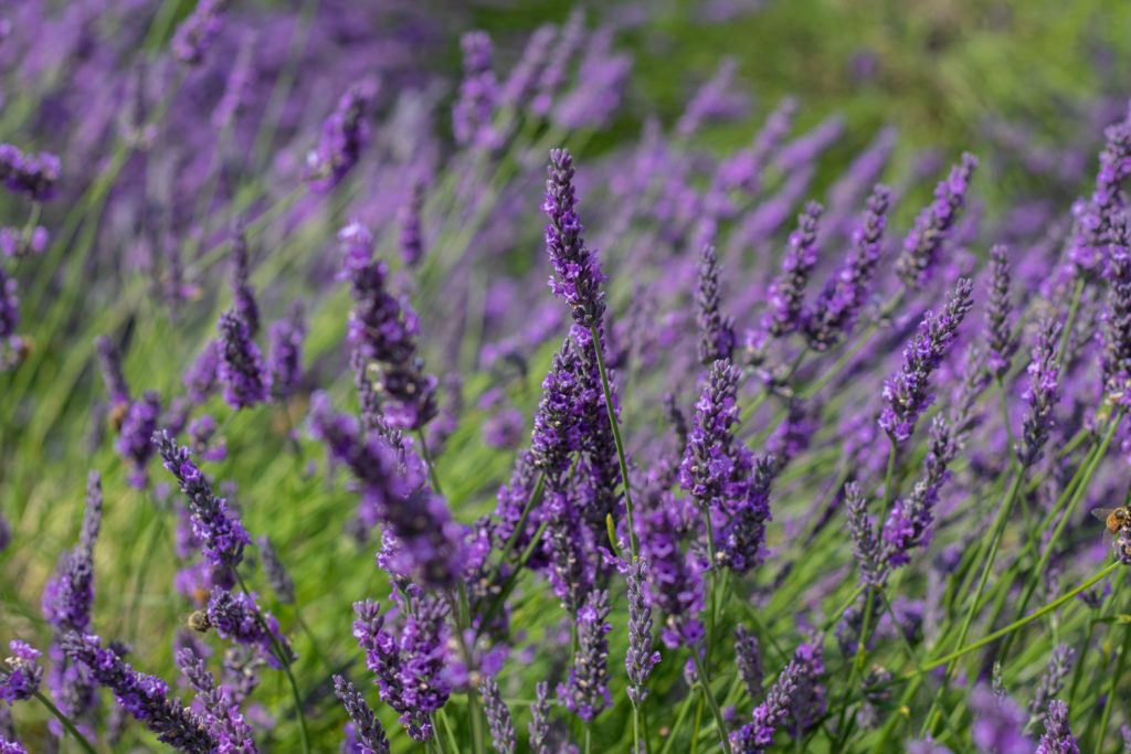 Lavender Love A Day Spent At The Hop Shop In Kent